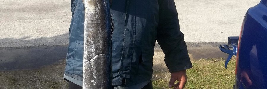  So moet ‘n snoek mos lyk! Trevor Korte het hierdie mooi bielie Vrydag Punt se kant toe gevang.